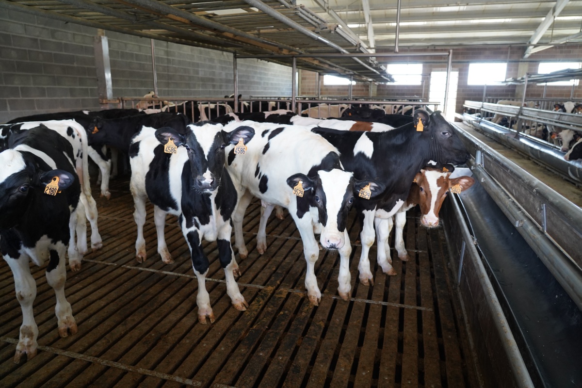 Uno dei box con all'interno i vitelli presso l'Azienda Negrisoli